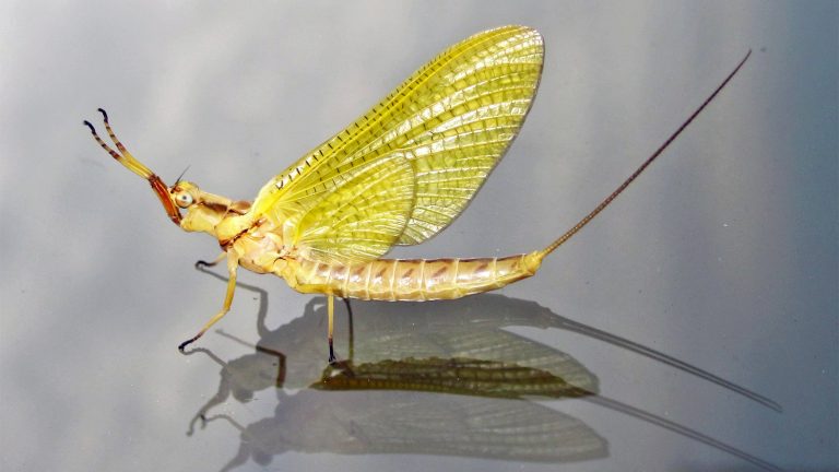 what do mayflies eat