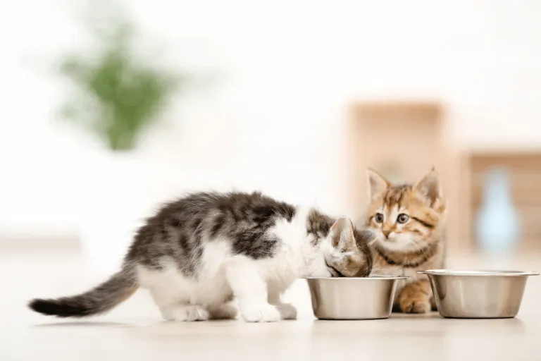 best feeding schedule for cats