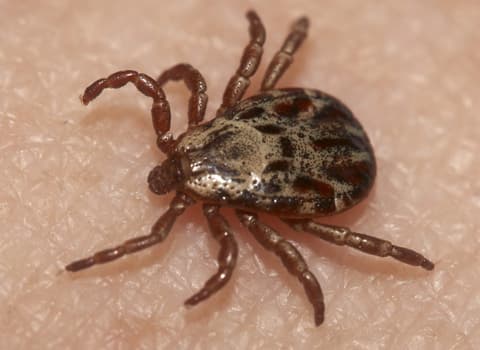 what do ticks eat