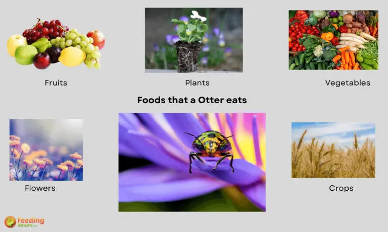 what do bugs eat