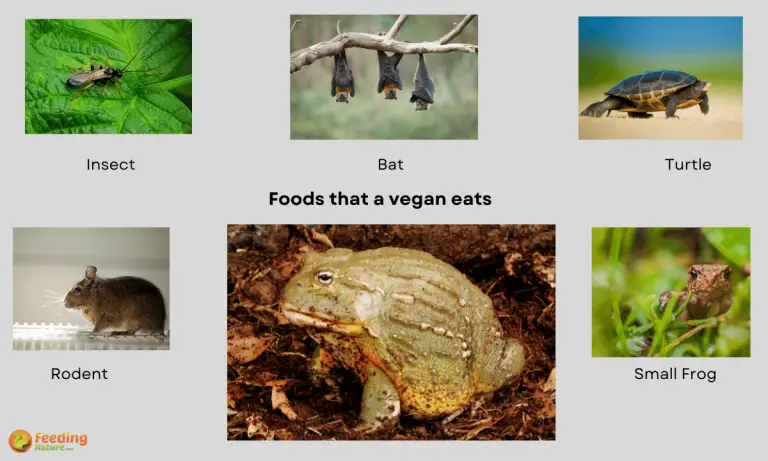 what do bullfrogs eat