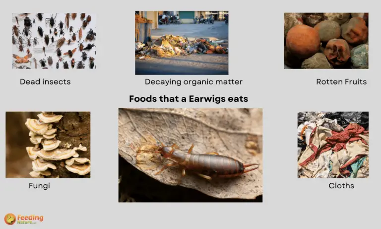 what do earwigs eat