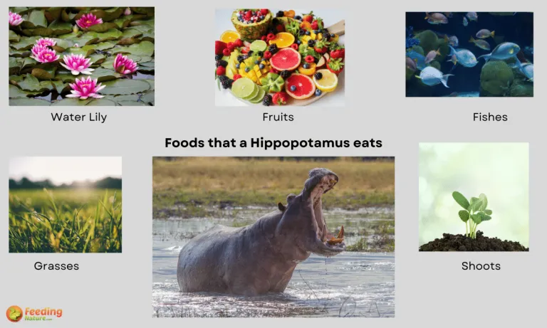 what do hippopotamus eat