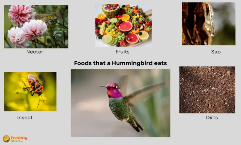 what do hummingbirds eat