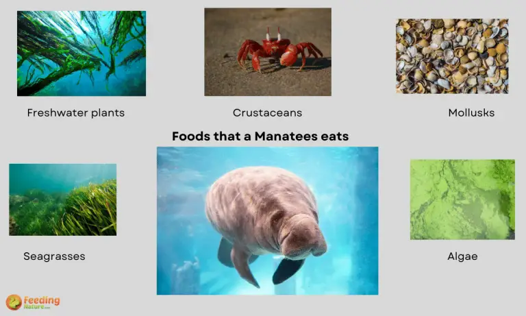 what do manatees eat