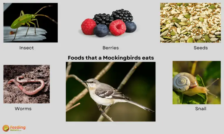 what do mockingbirds eat