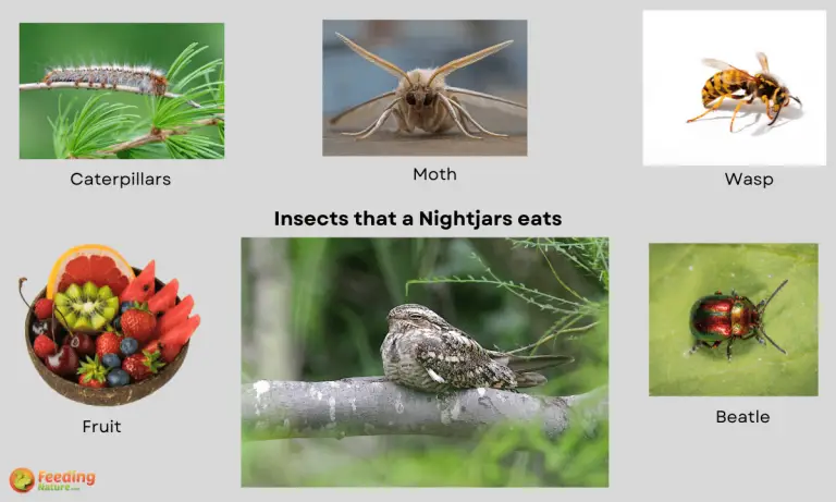 what do nightjars eat