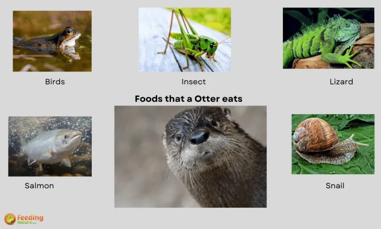 what do otters eat