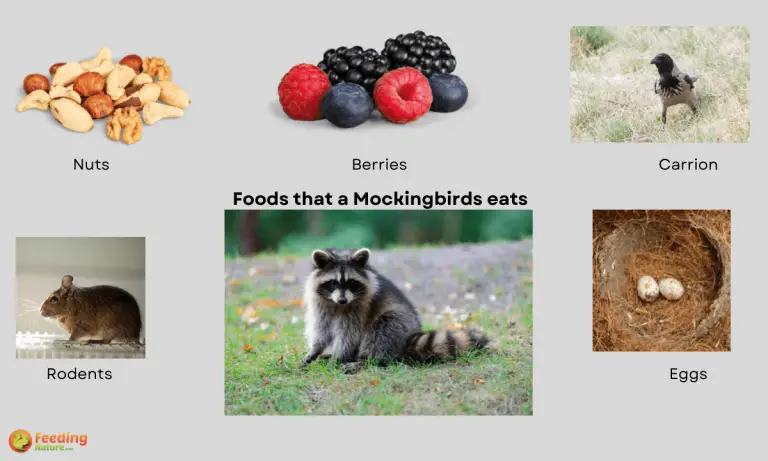 what do raccoons eat