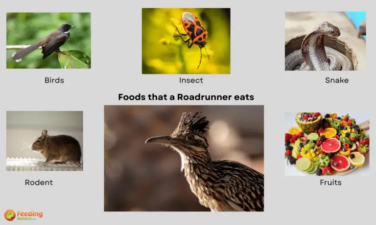 what do roadrunners eat