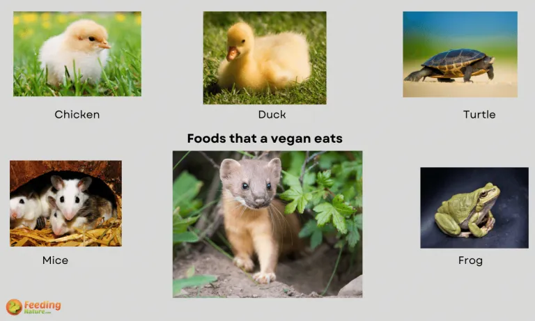 what do weasels eat