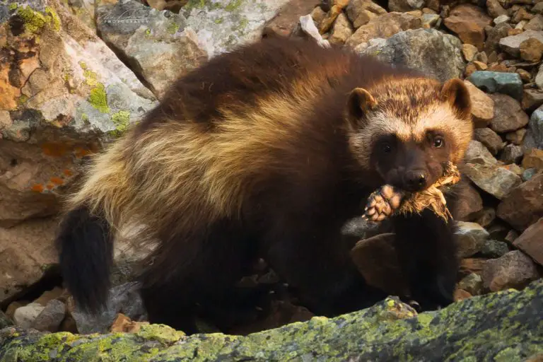 what do wolverines eat