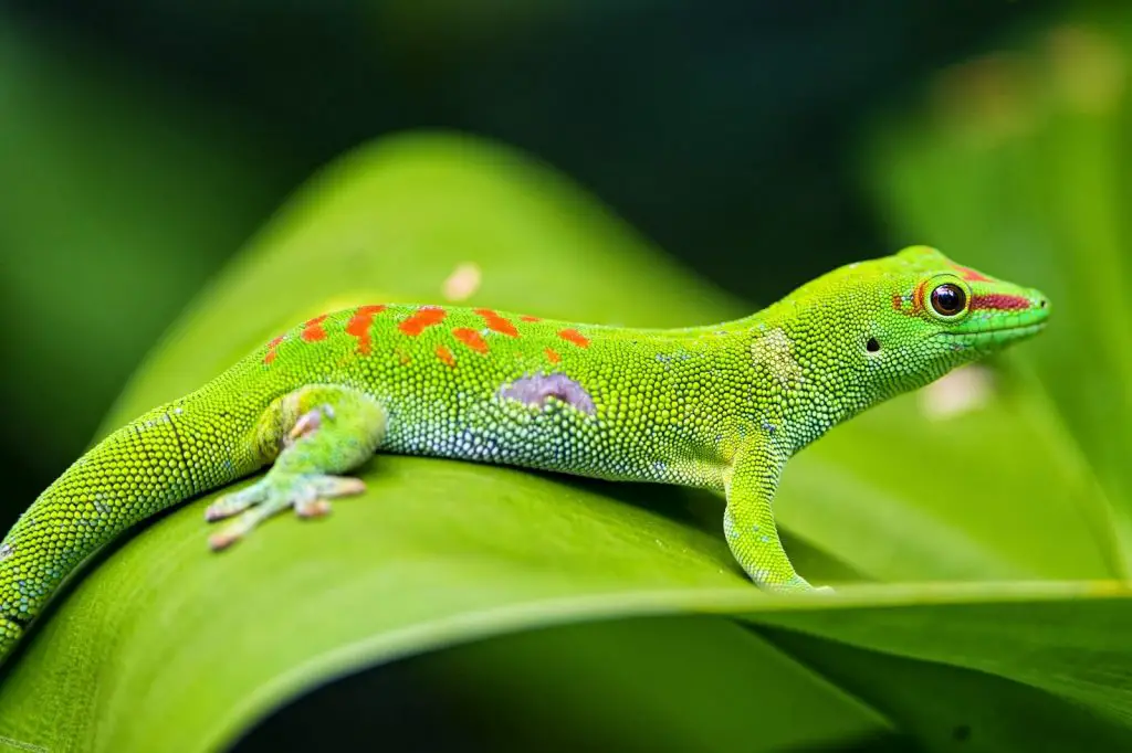 What Do Green Lizards Eat?