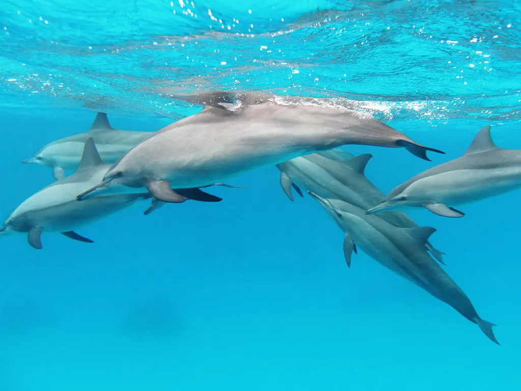 Do spinner dolphins eat in captivity?