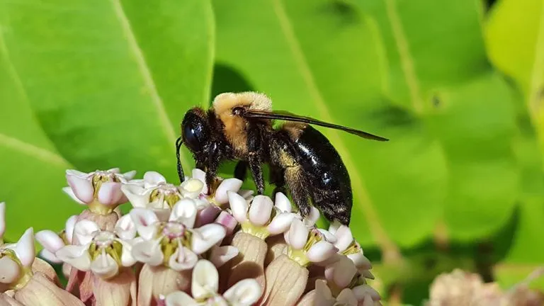 what do carpenter bees eat