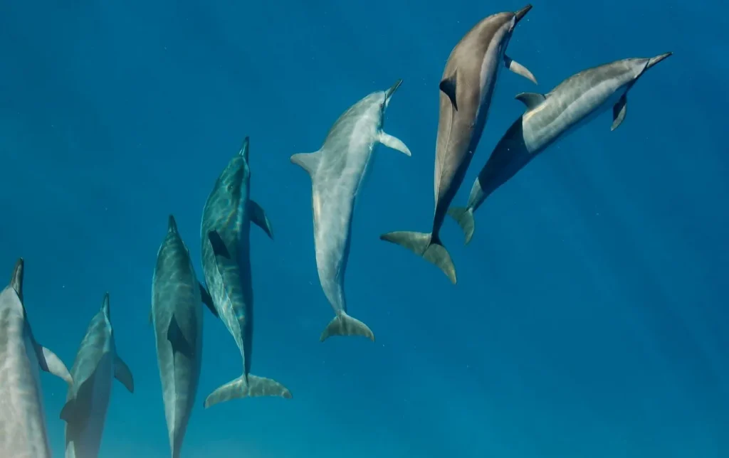 Do all dolphins eat fish?