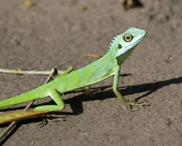 green lizard