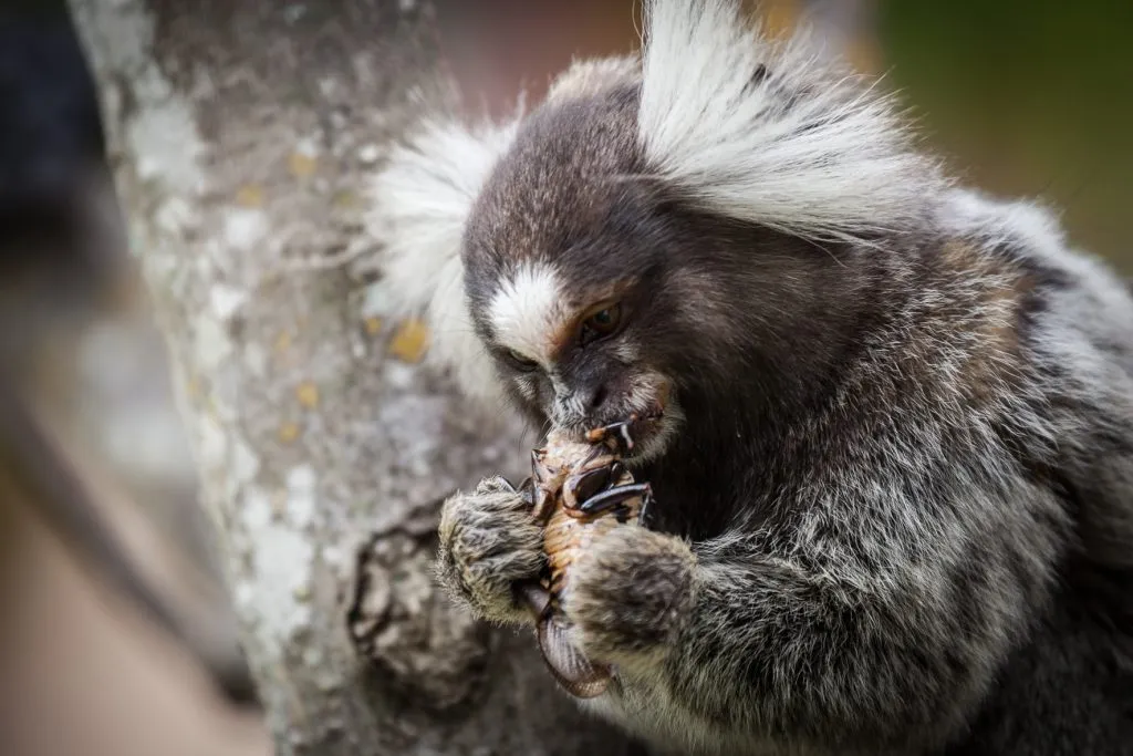 marmoset monkeys eating cockroach
