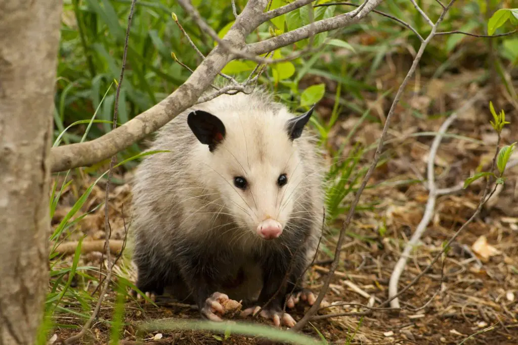 Possum in the jungle