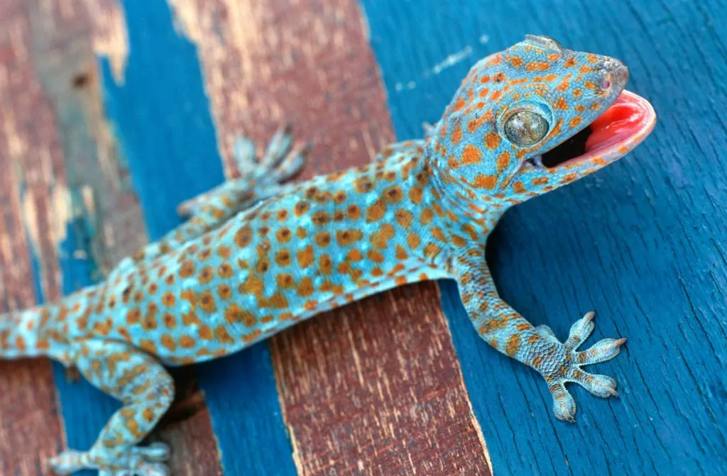 What is the lifespan of a tokay gecko?