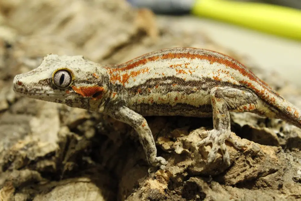 What fruit do gargoyle geckos eat?