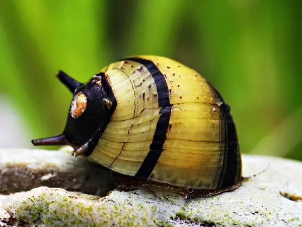what do nerite snails eat