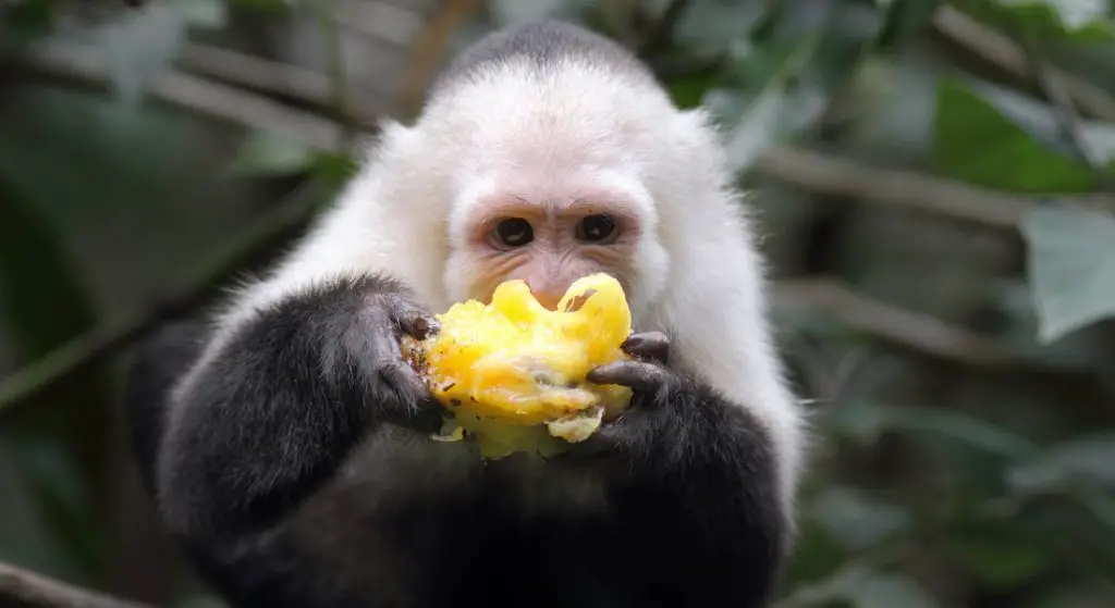 capuchin monkeys eating fruit