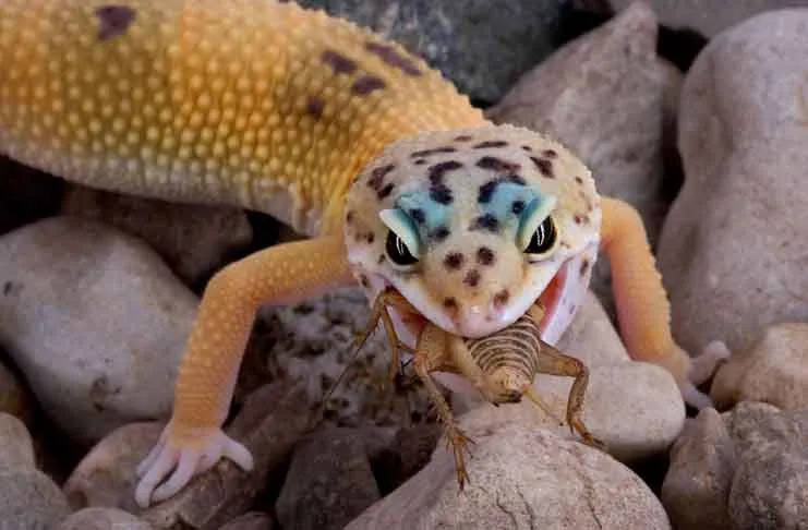 what do leopard geckos eat