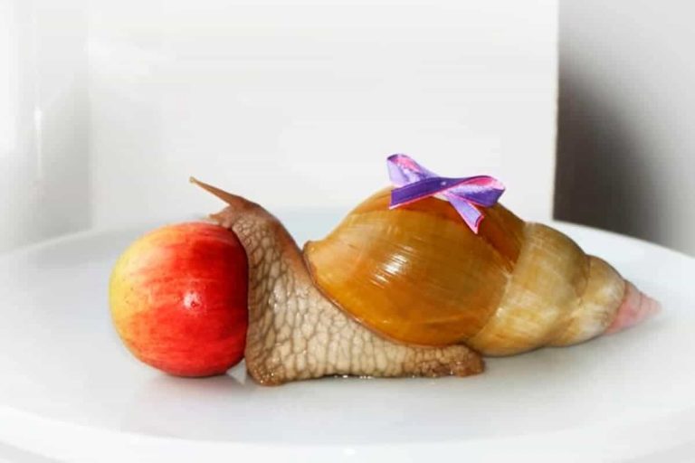 what do land snails eat