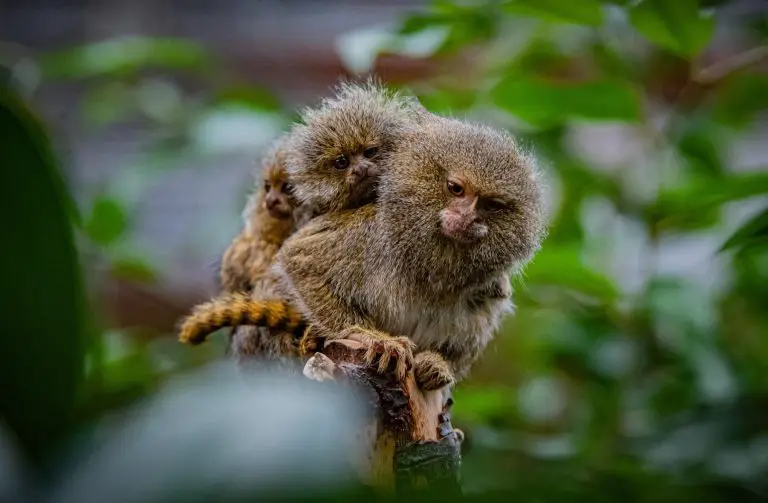 what do finger monkeys eat