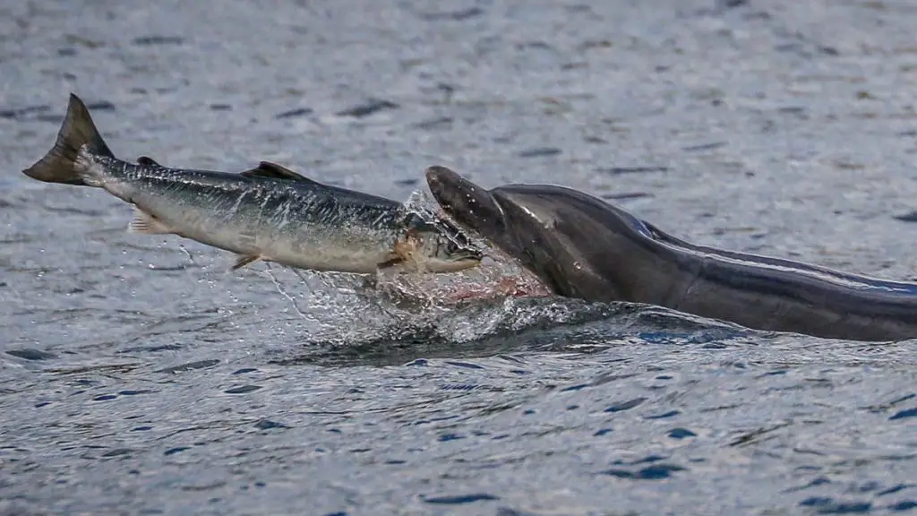 What is the average size of a spinner dolphin?