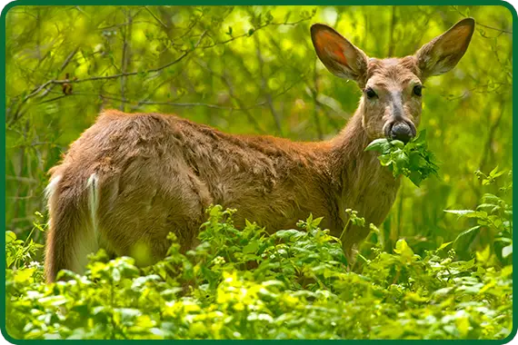 what do whitetail deer eat