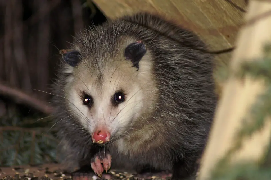 Possum in the jungle