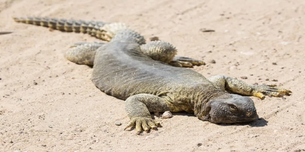 izard eat scorpion in the desert