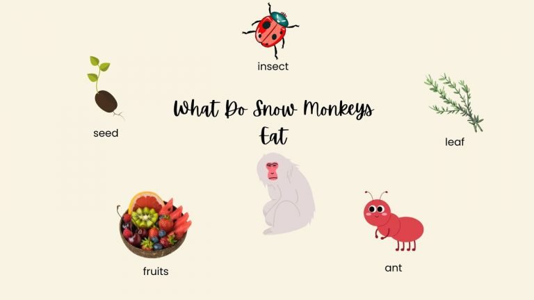 WHAT DO SNOW MONKEYS EAT