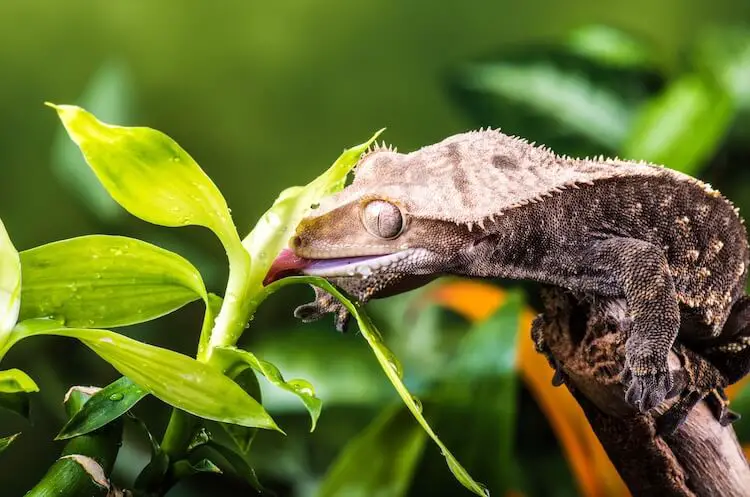 What Do Wild Geckos Eat?