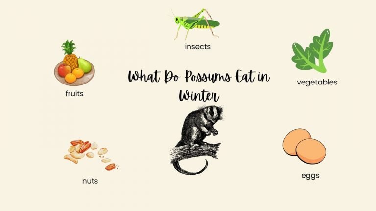 What Do Possums Eat in Winter