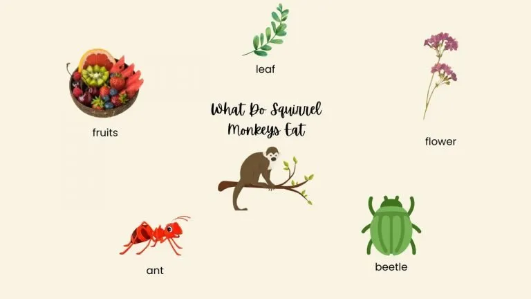 What Do Squirrel Monkeys Eat