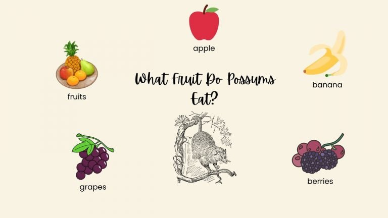 What Fruit Do Possums Eat