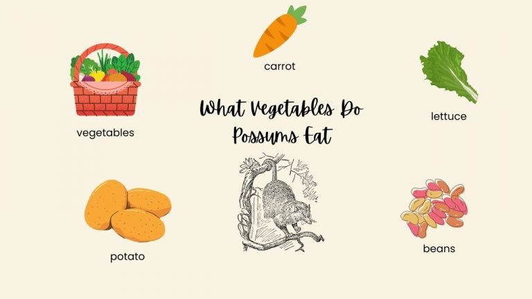 What Vegetables Do Possums Eat