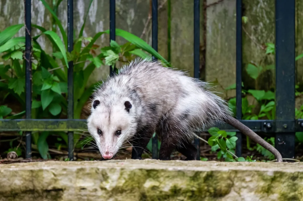 possum on the ground