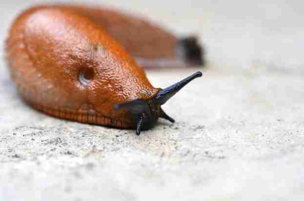 garden slug