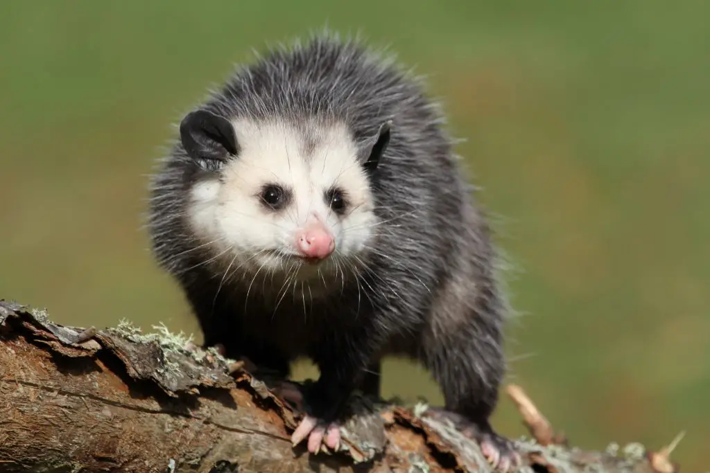 Possum on tree