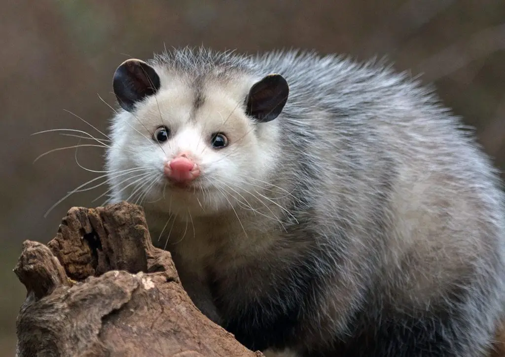 Possum in the jungle