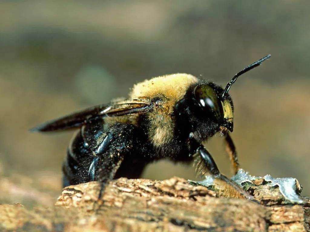 How can I get rid of Carpenter Bees?