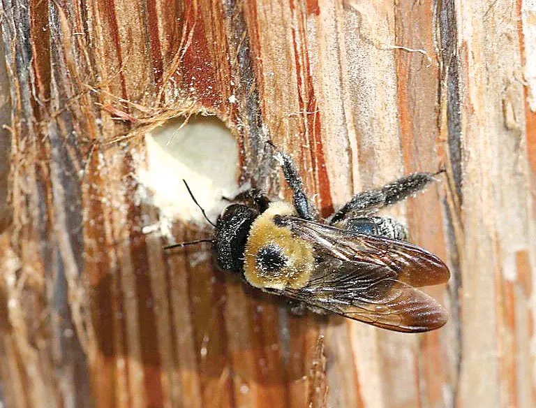 what do wood bees eat