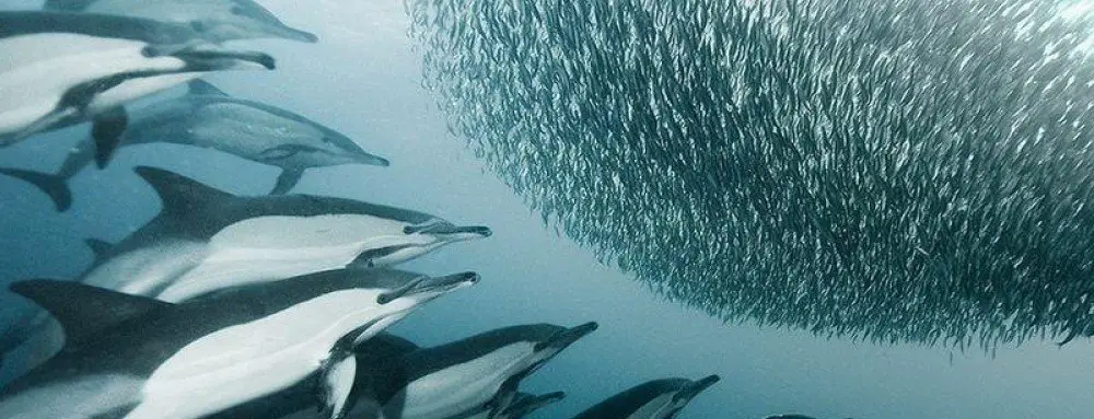 Why are spinner dolphins endangered?