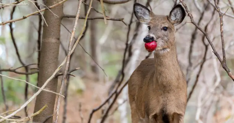 what do deer eat in summer