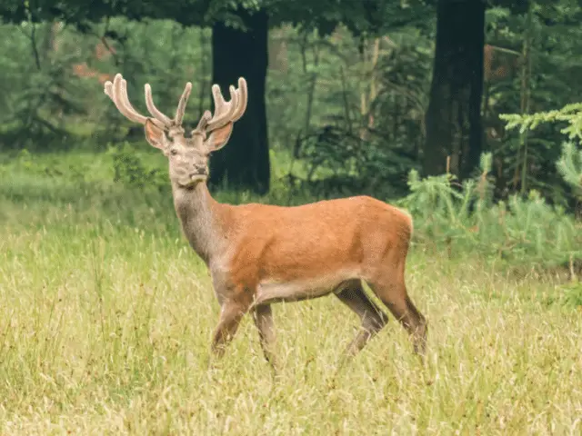 do deer eat bird seed