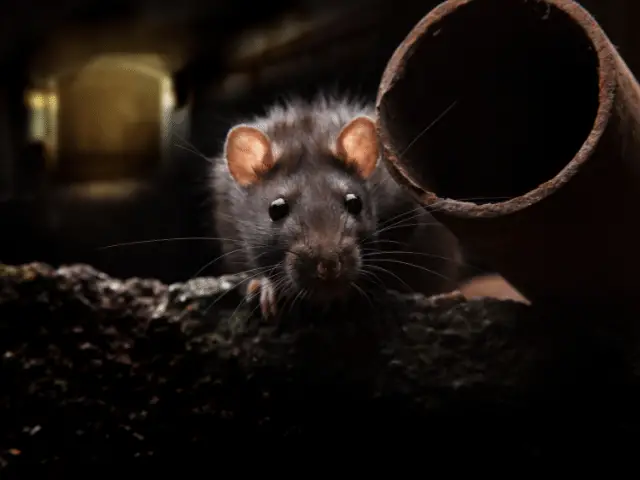 do rats eat bird seed